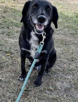 Sehr freundlicher liebevoller CHARLIE ♥️ - München
