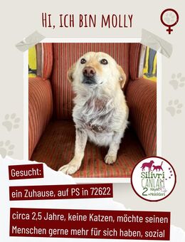 Menschenbezogene ruhige Hündin "Molly" sucht ein Zuhause - Nürtingen