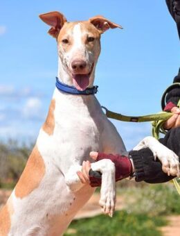 Sancho wäre so gerne Teil einer Familie - Laatzen