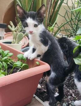 Jerry aus dem Tierschutz - Grevenbroich