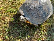 Wasserschildkröte - Teichgeeignet - Eierlegend - Asbach-Bäumenheim