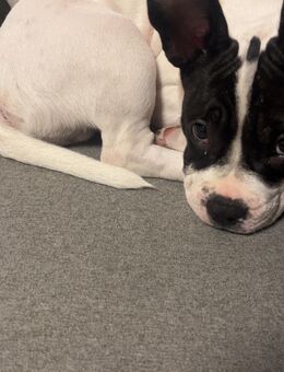 Französische Bulldogge x Jackrussel - Sangerhausen Zentrum