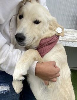 Mila - Liebe Junghündin auf PS - Berlin