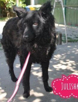 Julika - die sanfte im Tierheim - Flörsheim-Dalsheim