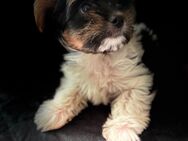 Biewer Yorkshire Terrier (Mini) Welpen - Nagold