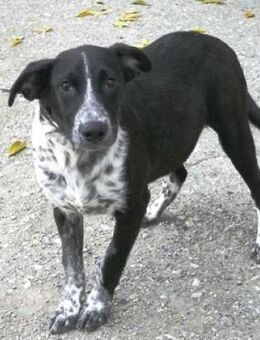 Haakon ist ein sanfter Kerl und so lieb - Karben