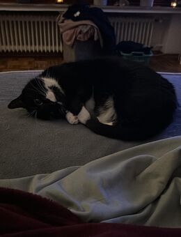 Kater Dobby in Liebevolle Handy abzugeben - Radevormwald (Stadt auf der Höhe) Zentrum