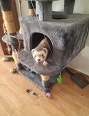 Frettchen Pärchen in 03205