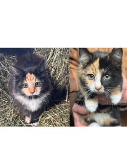 2 Kitten suchen zu Sofort neues Zuhause - Stolzenau