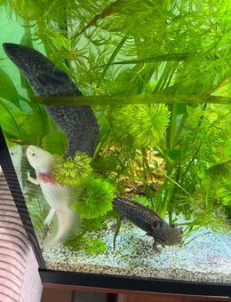 3 axolotl abzugeben - Dormagen