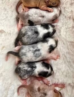Mega süsse Rennmausbabys suchen ein neues zuhause - Düren