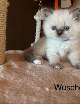 Ragdoll- Heilige Birma Edelmix Kitten - Bayerbach (Ergoldsbach)