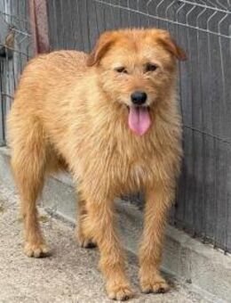 Junghund Balu - Köln