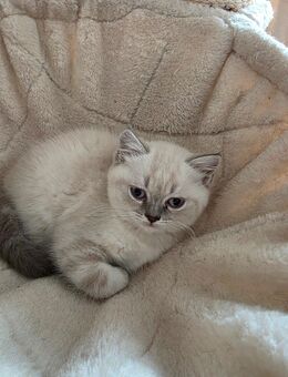 BKH KITTEN - Lüneburg