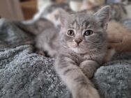 BKH Kitten, Britisch Kurzhaar Kitten - Stolpen
