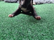Whippet Welpen von Whippet Liebhabern - Rhede Zentrum