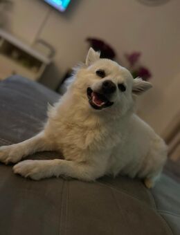 Deckrüde gesucht SPITZ - Mönchengladbach