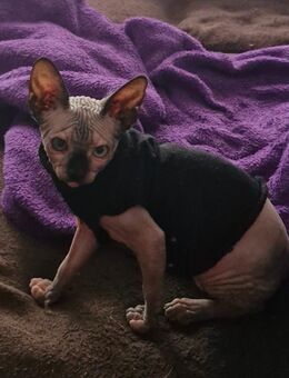 Canadian sphynx Weiblich - Bielefeld