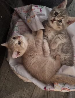 Britisch Kurzhaar Kitten m/w - Neubukow