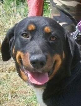 DONNA 2 sucht Zuhause - Gefrees