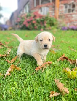 Zuckersüße Labrador Welpen - Großheide