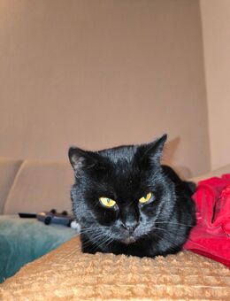 Zwei Kater EKH/BKH Takumi & Baku suchen neues Zuhause - Herne