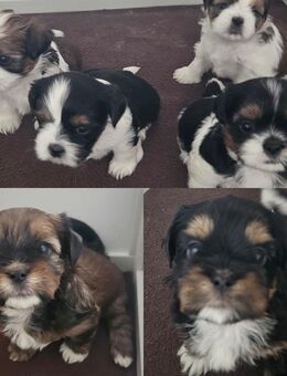Wunderschöne Shih-Tzu Welpen suchen ein liebevolles Zuhause - Gronau (Westfalen)