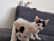 Die schönen kätzchen suchen neues zuhause - Otterbach