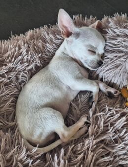 Chihuahua 4 Monate alt, geimpft - Bad Salzuflen Schötmar