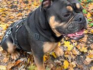 Old English Bulldog sucht neue fürsorgliche Familie - Hamburg