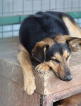 FRED - Zweithund wäre das perfekte Ding - Overath