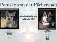 Wurfankündigung Pomsky Welpen Frühjahr 2025 - Karlsbad