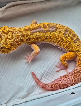 Leopardgecko Ms Hc RAPTOR Männchen - Montabaur
