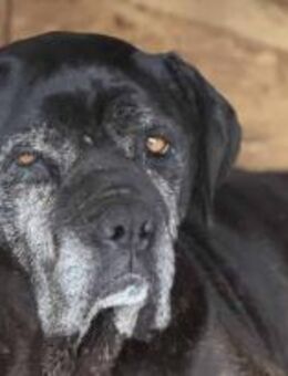 Martha gibt sich langsam auf 🐾 - Elsdorf (Nordrhein-Westfalen)
