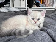 BKH ABHOLBEREIT Britisch Kurzhaar Babys Kitten weiß pointed grau - Lüdenscheid