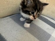 Maine coon kitten - Essen