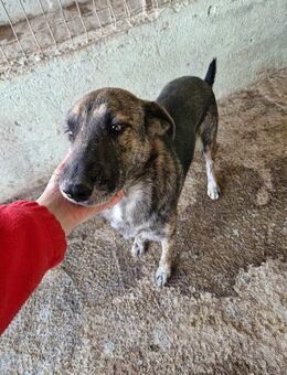 Inge, freundlich und sozial - Bonndorf (Schwarzwald)