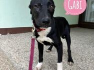 Gabi ein Engel auf 4 Pfoten - Flörsheim-Dalsheim