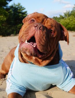 Old english bulldog Oeb Rüde sucht Traum Zu Hause - Berlin Charlottenburg-Wilmersdorf