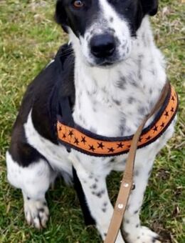 WILLOW - ruhig, stubenrein, leinenführig - Weilheim (Oberbayern)