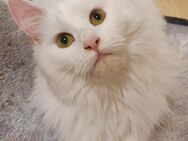 Maine coon Katze weiß - Kandel
