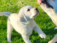 Labrador weiß / gelb mit Ahnentafel u. Züchternachweis - Wittenberg (Lutherstadt)