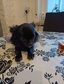 Chihuahua Hündin 3 Jahre alt in 55411