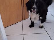 Davy sucht eine freie Hand zum kraulen - Berlin