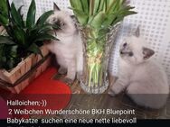 BKH Kitten - Leverkusen