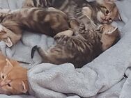 3 Maine Coon/EHK Mix Kitten - Zweibrücken Zentrum