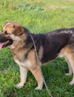 TERO - neugierig und gern unterwegs - Overath