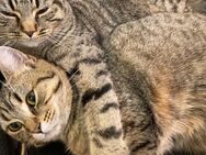 Katzen Geschwister dringend - Andernach
