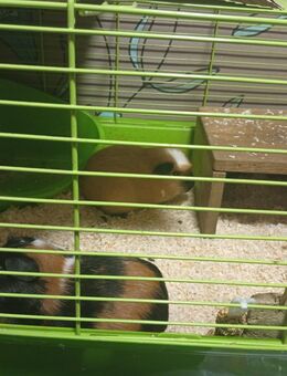 Meerschweinchen Böcke - Lauchheim