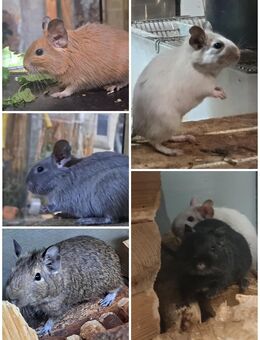 junge Degus naturfarben und bunt in verschiedenen Farben Degu - Neustadt (Sachsen) Hohwald